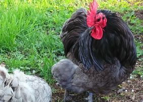 Zu sehen ist ein Hahn mit rotem Kamm und schwarzem bis hellgrauem Gefieder, der auf einer Wiese steht.