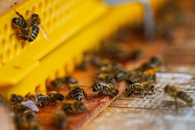 Zu sehen sind Bienen am Eingang eines gelben Bienenstocks.