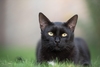Zu sehen ist eine schwarze Katze, die im Gras sitzt.
