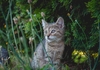 Eine kleine, graue Katze in hohem Gras.