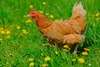 Zu sehen ist ein braunes Huhn, das über eine grüne Wiese läuft.